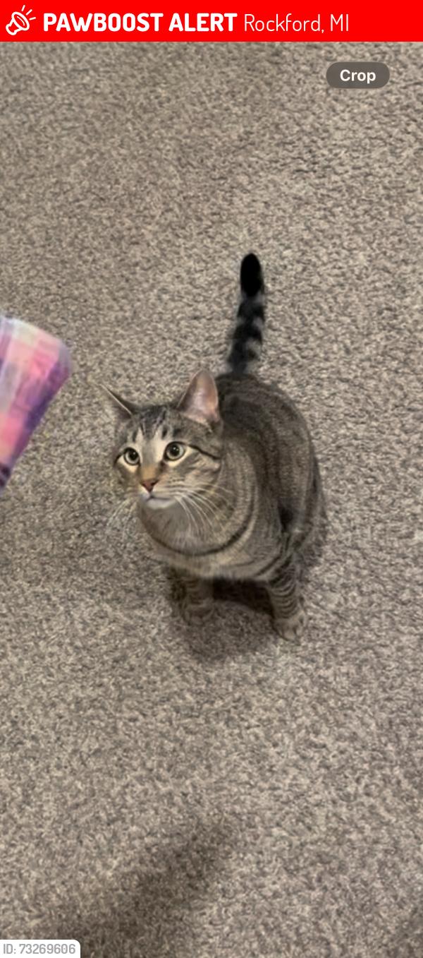 Lost Male Cat last seen 12 Mile Rd and Northland Dr, Rockford, MI 49341