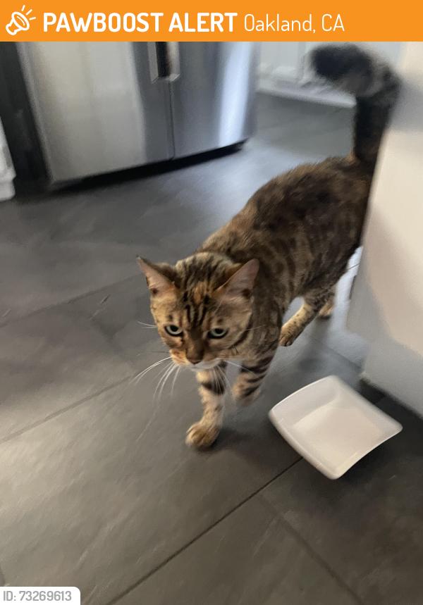 Found/Stray Female Cat last seen Frisbie St., Oakland, CA 94611