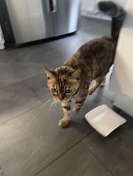 Found/Stray Female Cat last seen Frisbie St., Oakland, CA 94611