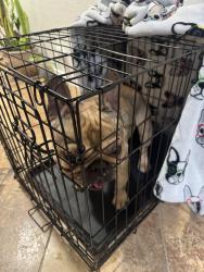 Found/Stray Male Dog last seen Fall wheat drive, DeSoto, TX 75115