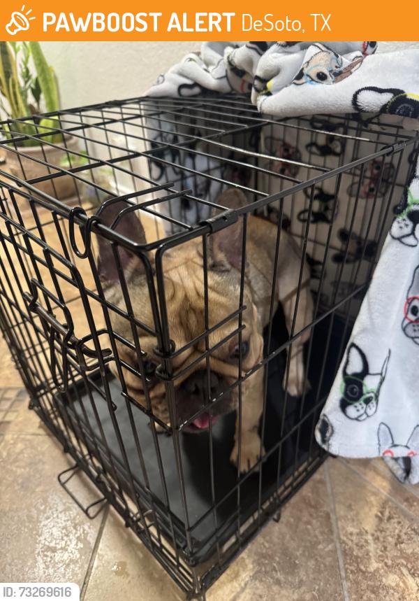 Found/Stray Male Dog last seen Fall wheat drive, DeSoto, TX 75115