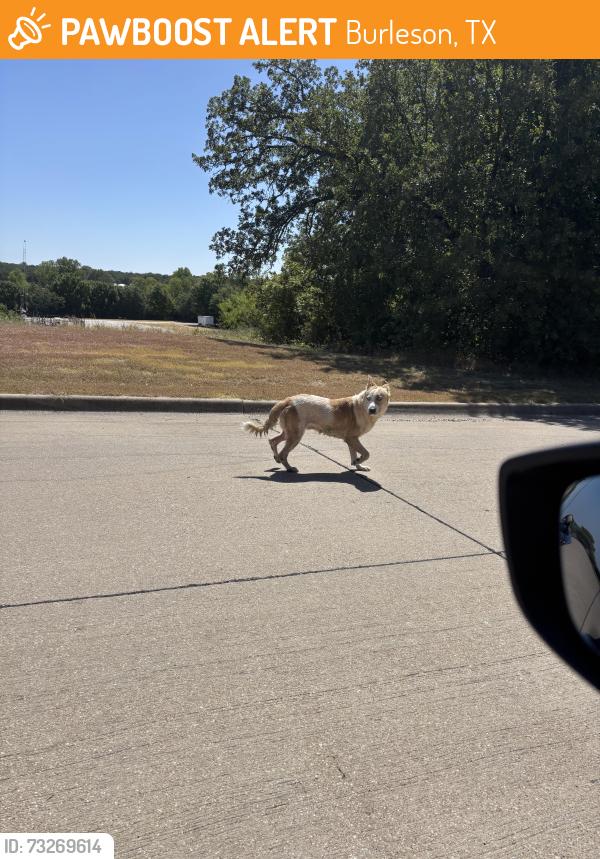 Found/Stray Male Dog last seen Big Horn and Everest, Burleson, TX 76028