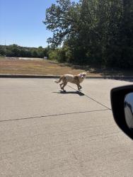 Found/Stray Male Dog last seen Big Horn and Everest, Burleson, TX 76028