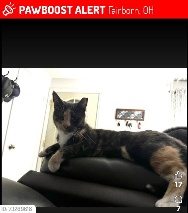 Lost Female Cat last seen Cottage court drive, Fairborn, OH 45324