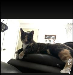 Lost Female Cat last seen Cottage court drive, Fairborn, OH 45324