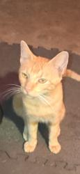 Lost Male Cat last seen Tyndall park, Benton, AR 72015