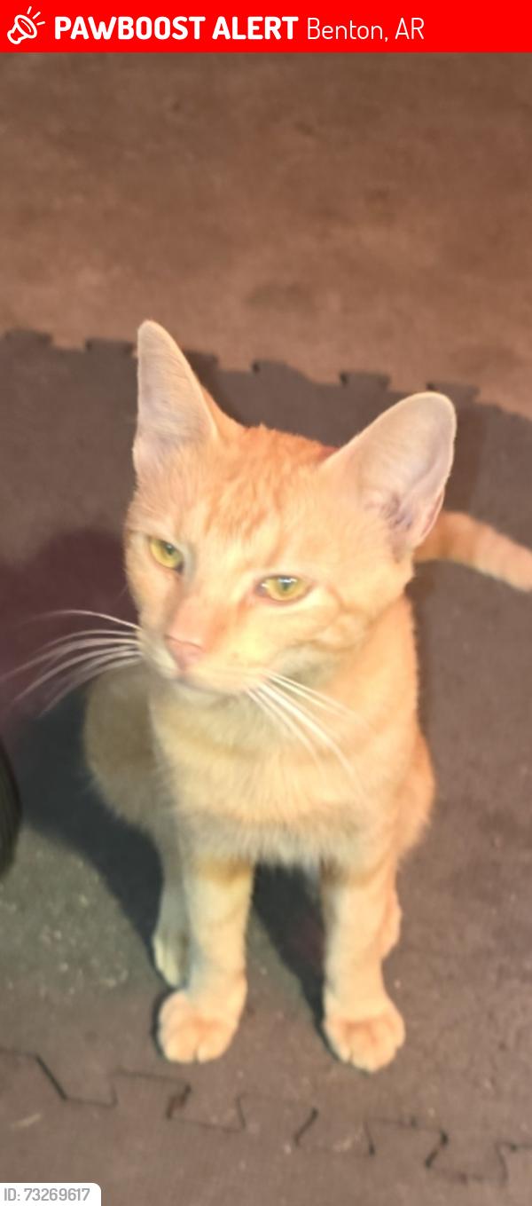 Lost Male Cat last seen Tyndall park, Benton, AR 72015
