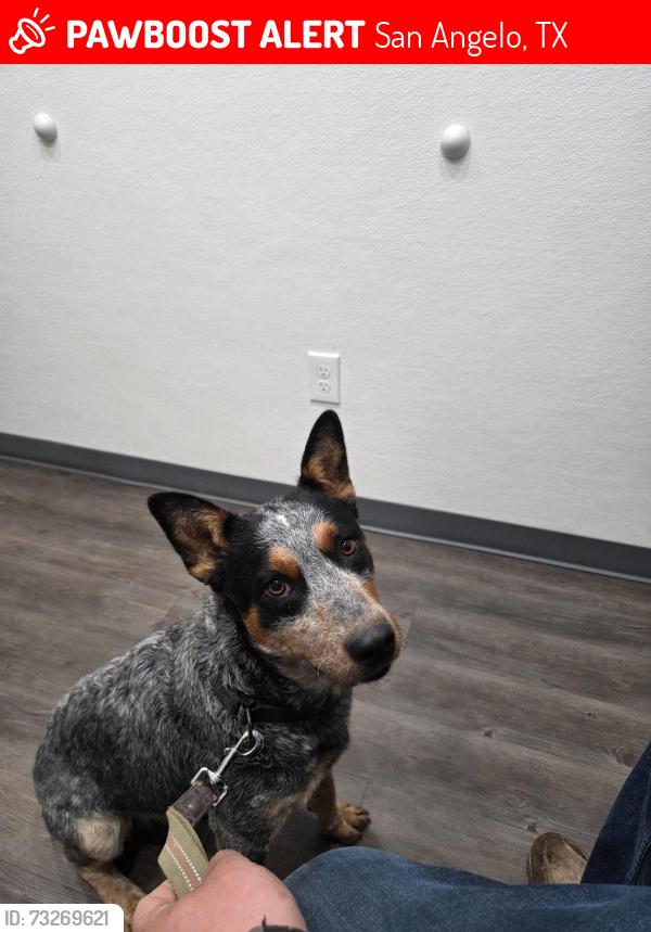 Lost Male Dog last seen Duckworth rd, San Angelo, TX 76905