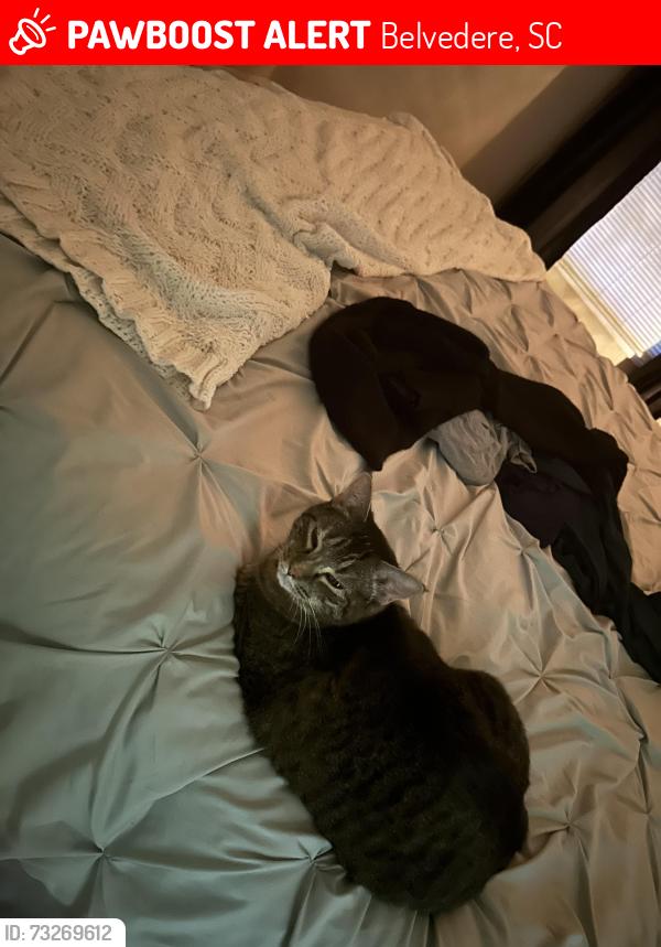 Lost Female Cat last seen Stone rostry and near First Christian Church Belvedere and I live on Hampton circle, Belvedere, SC 29841