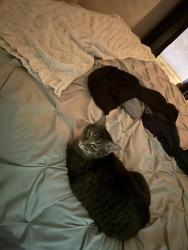 Lost Female Cat last seen Stone rostry and near First Christian Church Belvedere and I live on Hampton circle, Belvedere, SC 29841