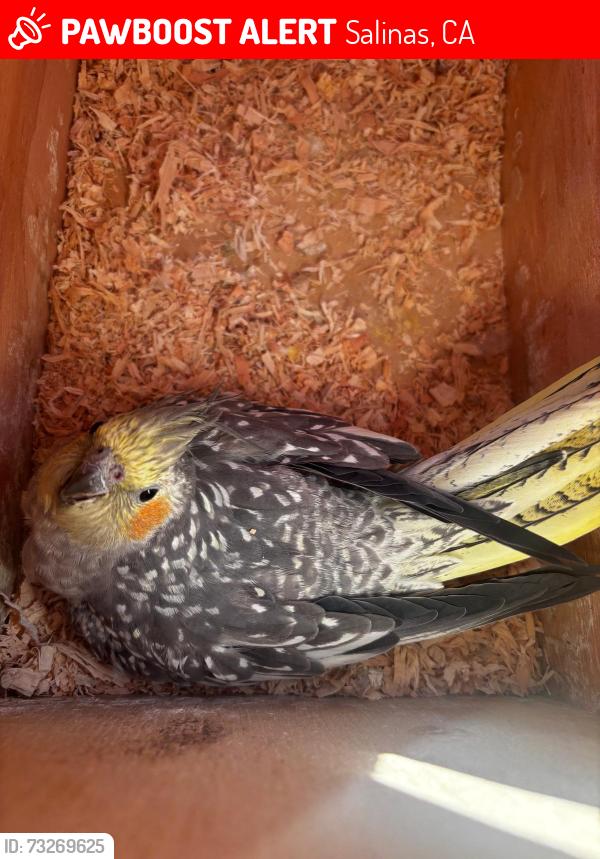 Lost Female Bird last seen Alamo way, Salinas CA., Salinas, CA 93905