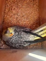 Lost Female Bird last seen Alamo way, Salinas CA., Salinas, CA 93905