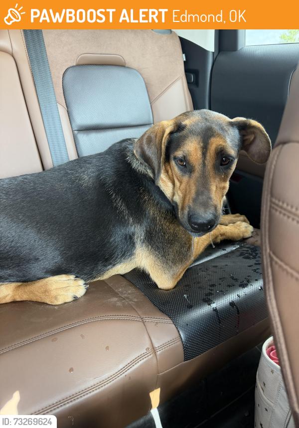 Found/Stray Female Dog last seen Santa Fe and Memorial, Edmond, OK 73003