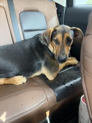 Found/Stray Female Dog last seen Santa Fe and Memorial, Edmond, OK 73003