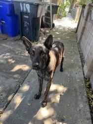 Found/Stray Male Dog last seen E Sierra ave, San Bernardino, CA 92410
