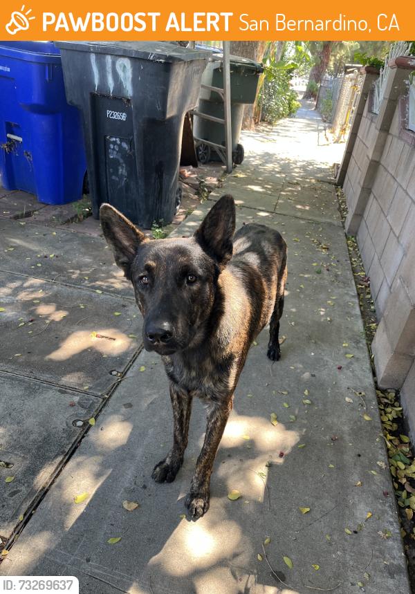 Found/Stray Male Dog last seen E Sierra ave, San Bernardino, CA 92410
