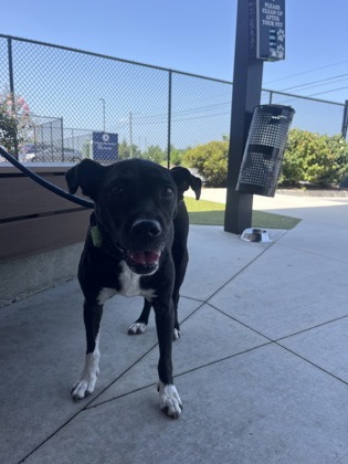 Shelter Stray Female Dog last seen Near Tuskegee ST SE, Atlanta, GA, 1251 Fulton Industrial Blvd NW, Atlanta, GA 30336, USA