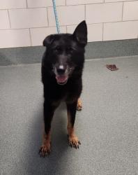Shelter Stray Female Dog last seen Centreville, VA 20121, Centreville Rd & Machen Rd, Fairfax County, VA, 4500 West Ox Rd, Fairfax, VA 22030, USA