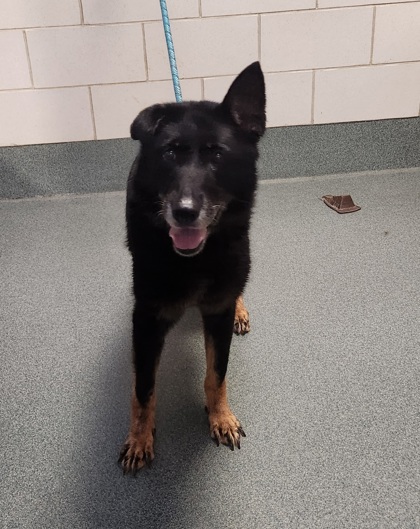 Shelter Stray Female Dog last seen Centreville, VA 20121, Centreville Rd & Machen Rd, Fairfax County, VA, 4500 West Ox Rd, Fairfax, VA 22030, USA