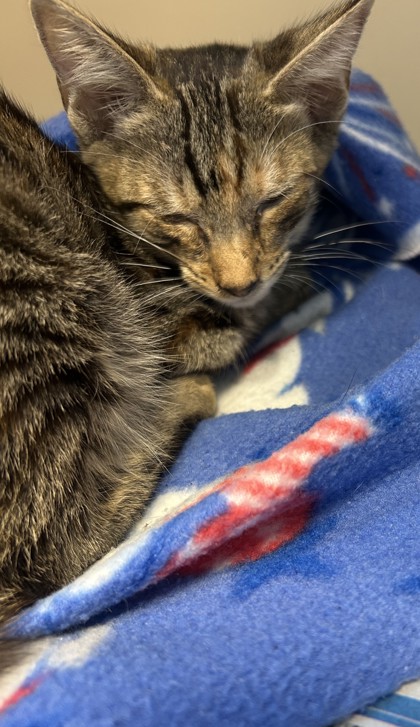 Shelter Stray Female Cat last seen Near Elaine Dr Decatur, GA 30035, 30035, GA, 3280 Chamblee Dunwoody Rd, Chamblee, GA 30341, USA