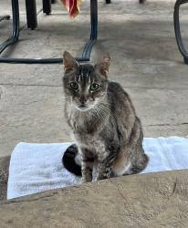 Found/Stray Unknown Cat last seen Martin Way, Carmichael, CA 95608