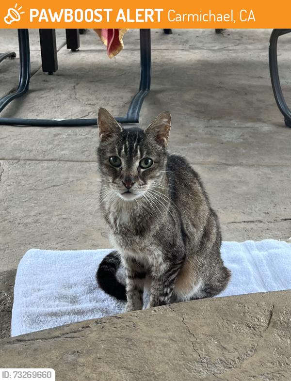 Found/Stray Unknown Cat last seen Martin Way, Carmichael, CA 95608