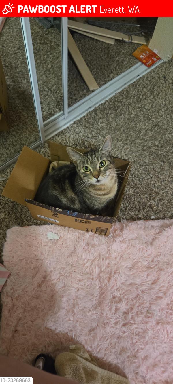 Lost Female Cat last seen Bud hut, Everett, WA 98204