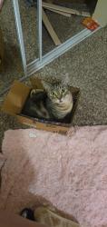 Lost Female Cat last seen Bud hut, Everett, WA 98204