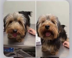 Reunited Male Dog last seen Huntington Neighborhood, Waldorf, MD 20602