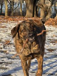 Lost Male Dog last seen Near Celia Dr, Waterbury, CT 06705
