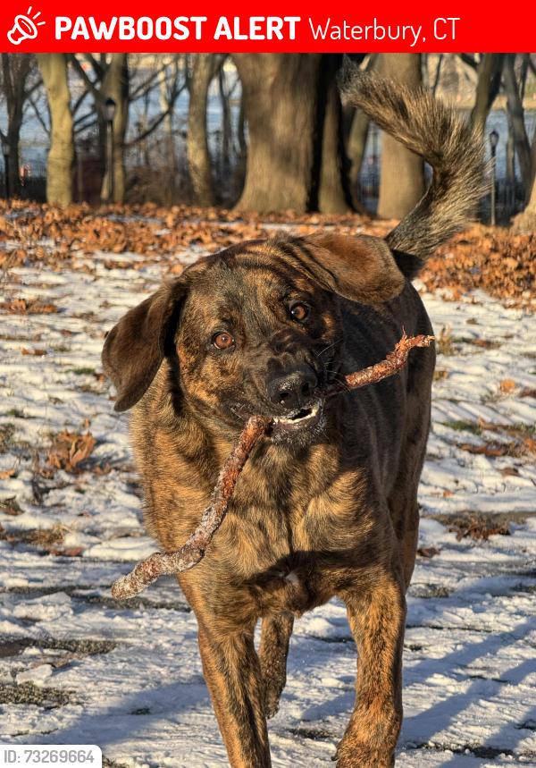 Lost Male Dog last seen Near Celia Dr, Waterbury, CT 06705