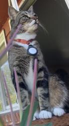 Lost Male Cat last seen Spenard and W. 19th Ave, Anchorage, AK 99503