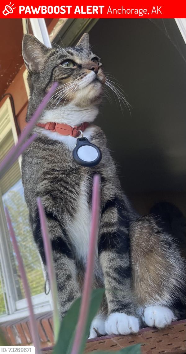Lost Male Cat last seen Spenard and W. 19th Ave, Anchorage, AK 99503