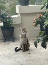 Lost Female Cat last seen Franklin Ave E (L’Amourita Building), Seattle, WA 98102