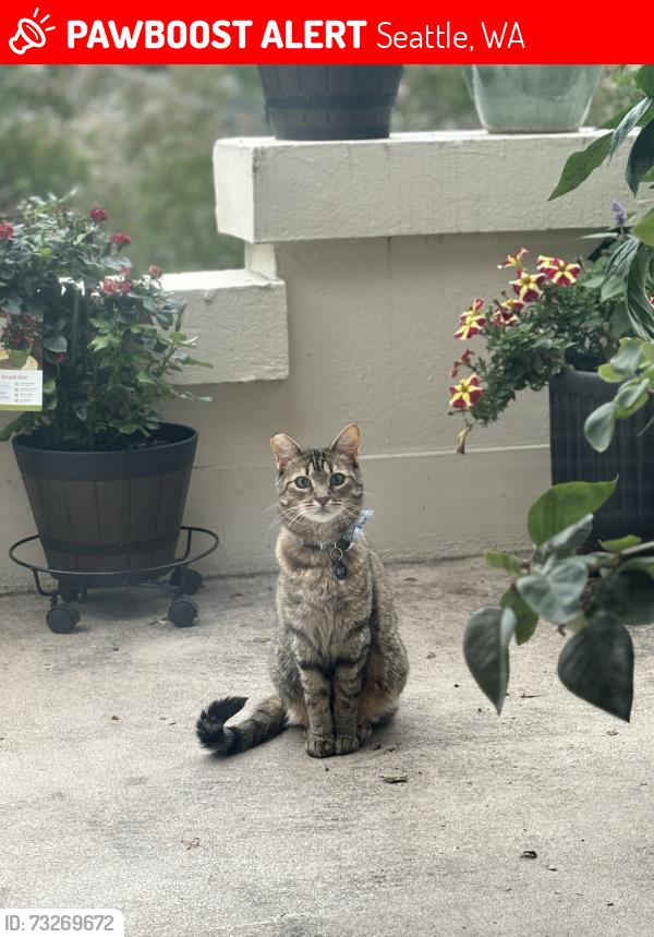 Lost Female Cat last seen Franklin Ave E (L’Amourita Building), Seattle, WA 98102