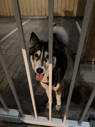 Found/Stray Female Dog last seen Molino Ave and 11th street, Long Beach, CA 90804