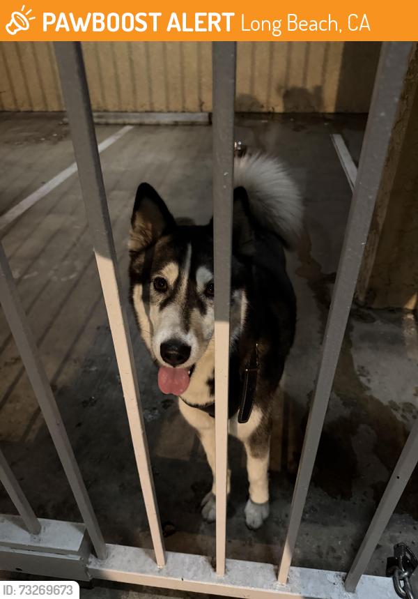 Found/Stray Female Dog last seen Molino Ave and 11th street, Long Beach, CA 90804