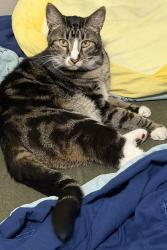Reunited Male Cat last seen Dishman mica and E. 19th, Spokane Valley, WA 99206
