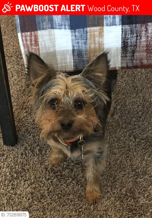 Lost Male Dog last seen New Hope Baptist Church, Wood County, TX 75773