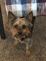 Lost Male Dog last seen New Hope Baptist Church, Wood County, TX 75773