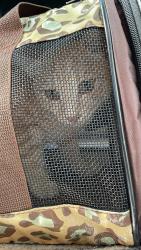 Reunited Male Cat last seen Ventura Blvd, Camarillo, CA 93010