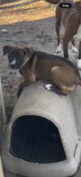 Lost Male Dog last seen In atascosita forest, Humble, TX 77396