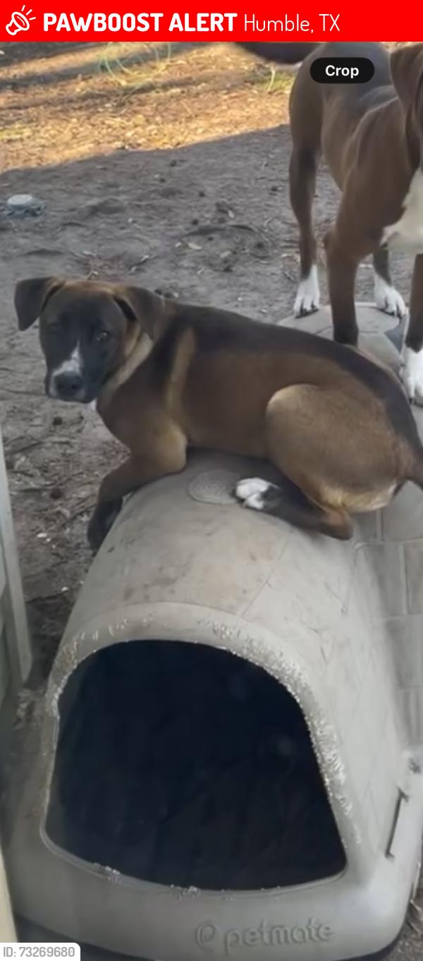 Lost Male Dog last seen In atascosita forest, Humble, TX 77396
