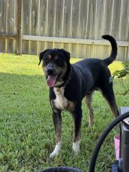 Found/Stray Male Dog last seen OCR and 1488, Conroe, TX 77384