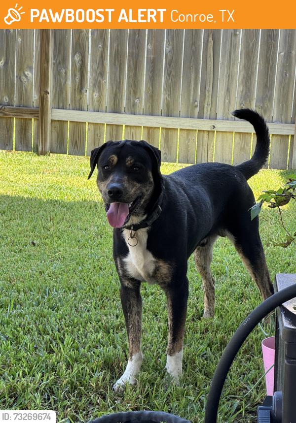 Found/Stray Male Dog last seen OCR and 1488, Conroe, TX 77384