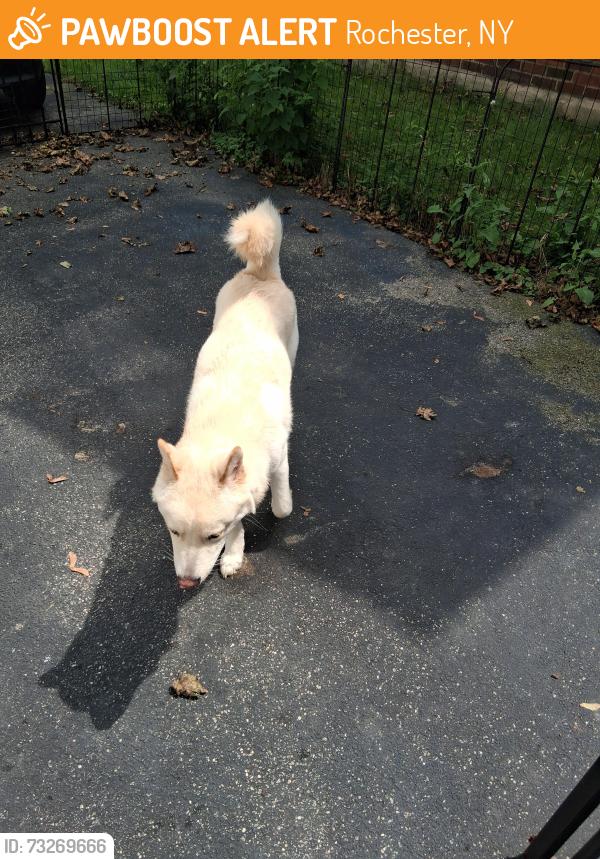 Found/Stray Male Dog last seen Mt Read and Lexington, Rochester, NY 14606