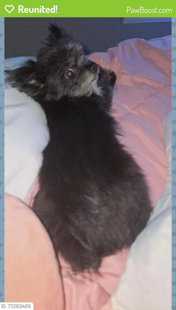 Reunited Female Dog last seen Creech, Fort Worth, TX 76117