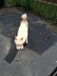 Found/Stray Male Dog last seen Mt Read and Lexington, Rochester, NY 14606