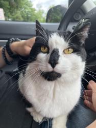 Reunited Male Cat last seen Fire Dept Vista NY, Lewisboro, NY 10590