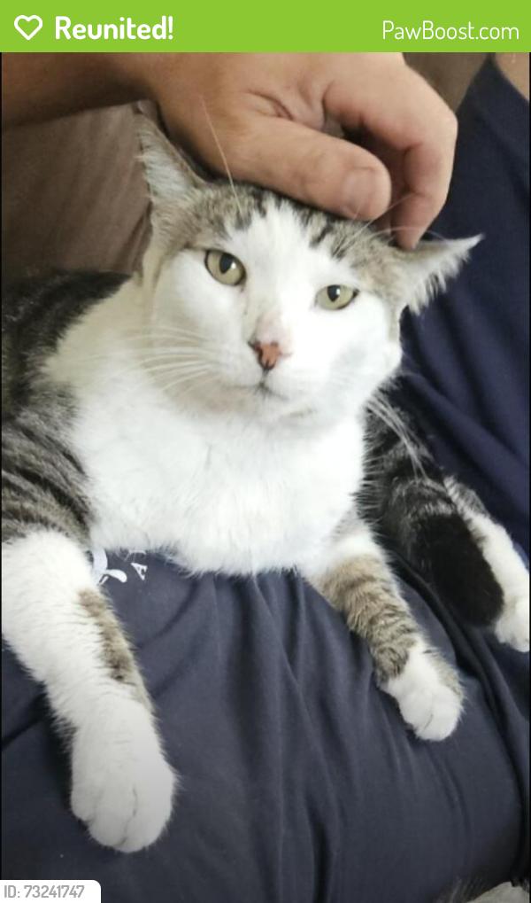 Reunited Male Cat last seen Bellaire rd, Clearwater, FL 33764